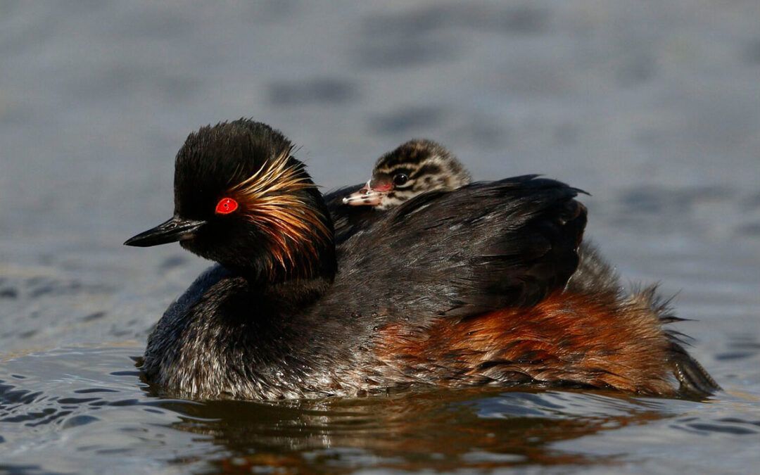 Observación de aves en la Marina Alta