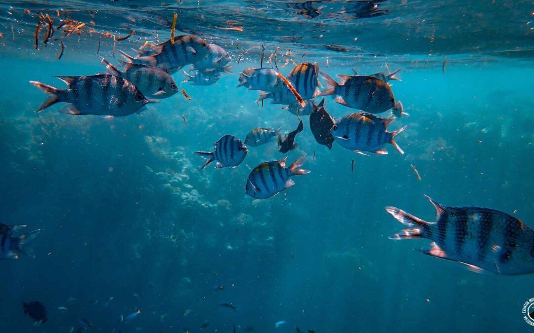fauna marina en la Costa Blanca