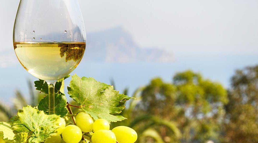 Enoturismo en la Costa Blanca: Bodegas y Vinos con Historia